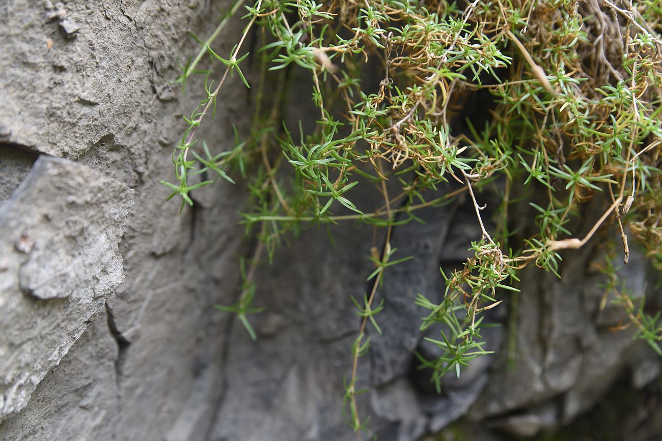 Image of Minuartia circassica specimen.