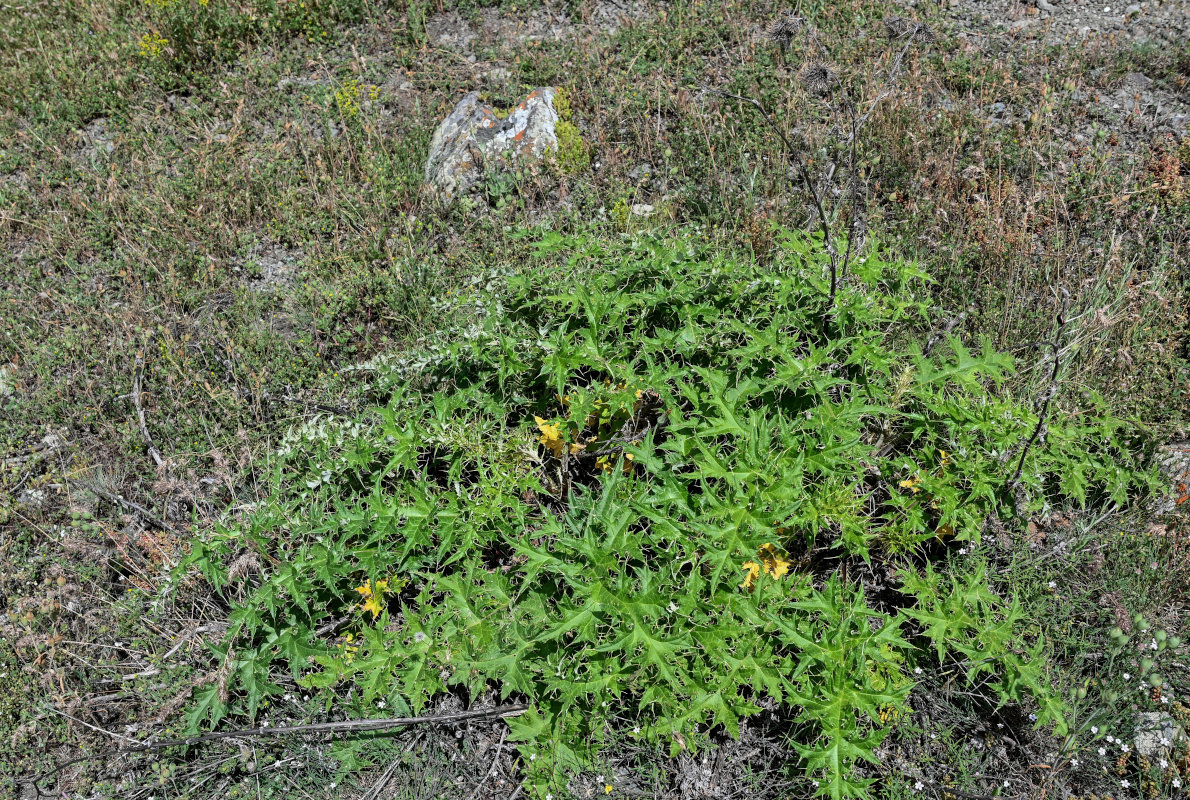 Image of genus Carduus specimen.