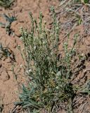 Draba cana. Цветущие и плодоносящего растения (слева видны листья другого растения). Киргизия, Ошская обл., Памир, Заалайский хр., долина р. Ачик-Таш, ≈ 3600 м н.у.м., сухой склон. 03.07.2022.