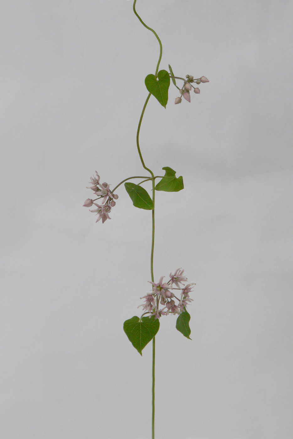 Image of Cynanchum acutum specimen.