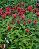 Monarda didyma