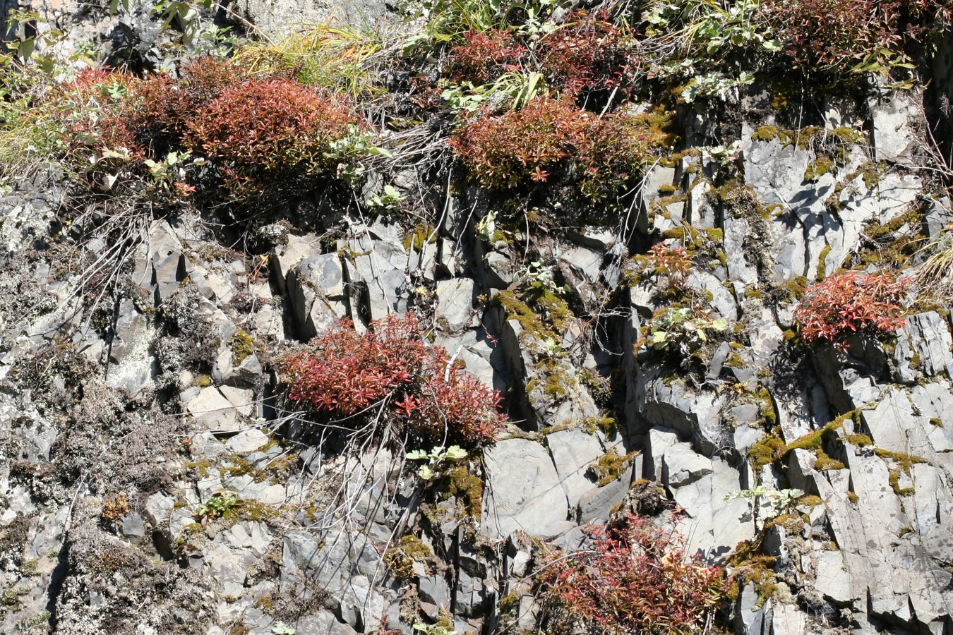 Image of Aizopsis middendorfiana specimen.