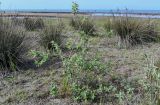 Elaeagnus angustifolia. Вегетирующее растение в сообществе с Juncus. Дагестан, Магарамкентский р-н, окр. с. Приморский, песчаный пляж. 05.05.2022.