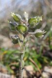 Alyssum smyrnaeum