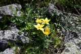 Anemone gortschakowii