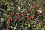 Cotoneaster mongolicus