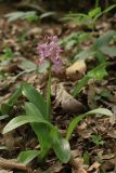 Orchis × loreziana