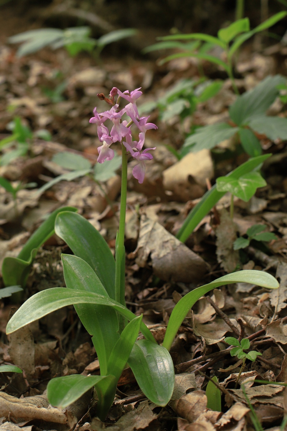 Изображение особи Orchis &times; loreziana.