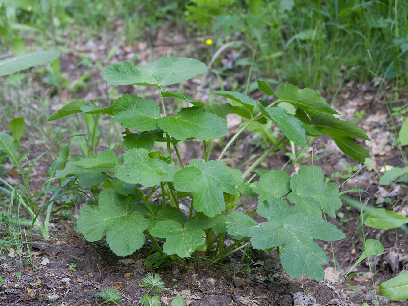 Image of genus Heracleum specimen.