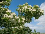 Crataegus dipyrena. Ветви с соцветиями. Краснодарский край, Темрюкский р-н, гора Дубовый Рынок, остепнённый луг. 20.05.2017.