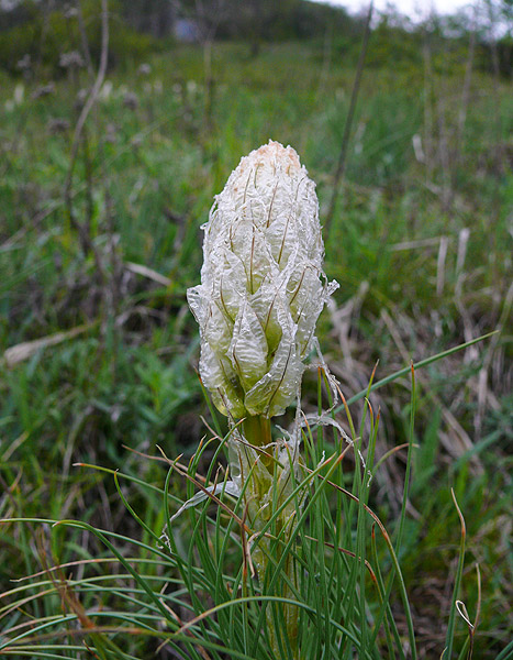 Image of Asphodeline taurica specimen.