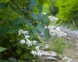 Philadelphus caucasicus. Ветвь с соцветиями. Краснодарский край, Крымский р-н, окр. станицы Неберджаевская, ур. Темрючки, дубово-грабовый лес, у лесного ручья. 24.05.2024.