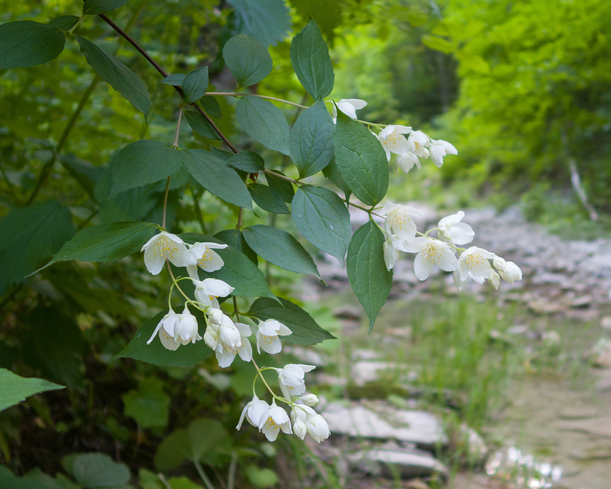 Image of Philadelphus caucasicus specimen.
