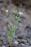 Lactuca undulata. Верхушка цветущего растения. Казахстан, Жетысуская обл., нац. парк \"Алтын-Эмель\", ур. Тайгак, щебнистый склон. 9 мая 2024 г.