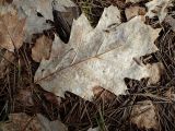 Quercus rubra