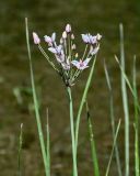 Butomus umbellatus