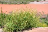 Hedysarum flavescens
