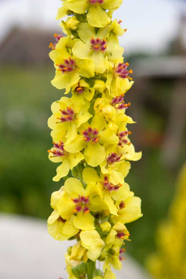 Image of Verbascum nigrum specimen.