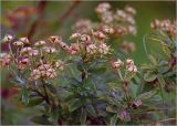 Dasiphora fruticosa. Отцветшие цветки. Московская обл., Раменский р-н, окр. дер. Хрипань, садовый участок. 17.10.2024.