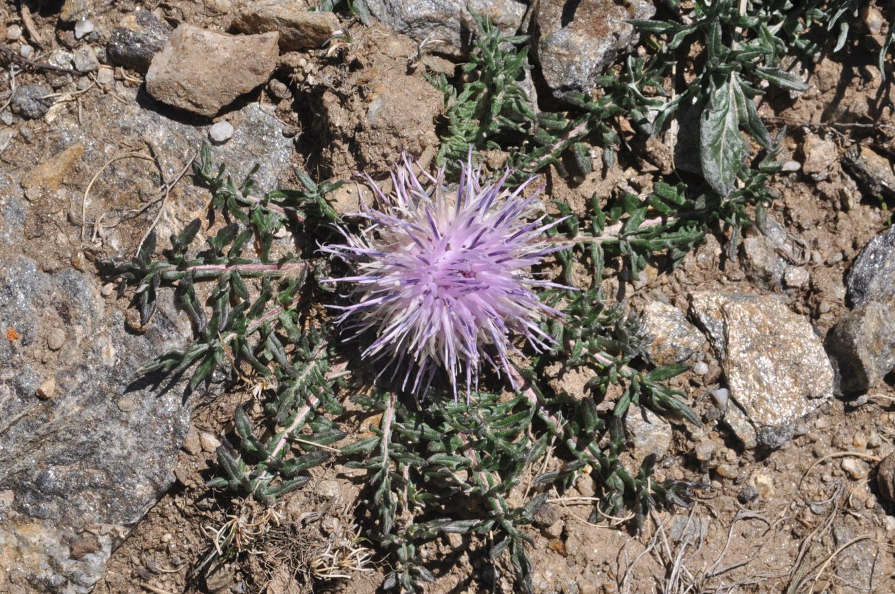 Image of Jurinella subacaulis specimen.