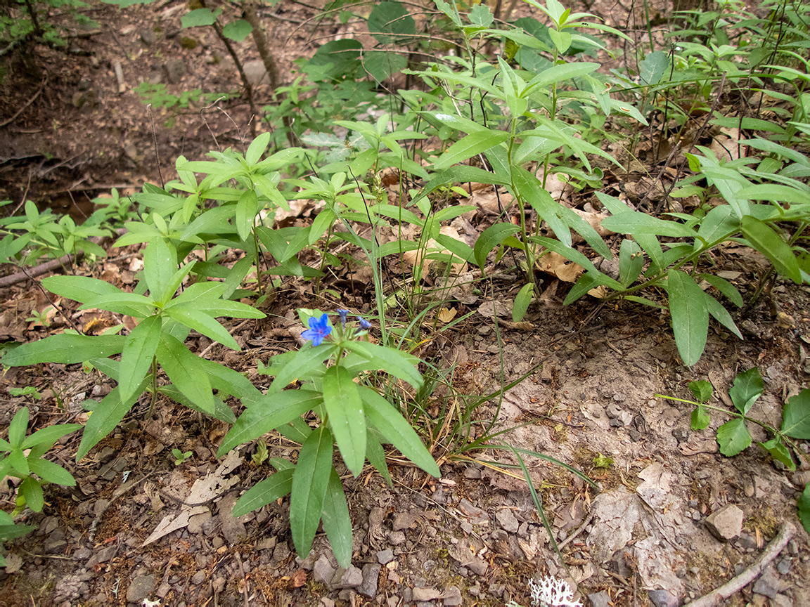 Image of Aegonychon purpureocaeruleum specimen.