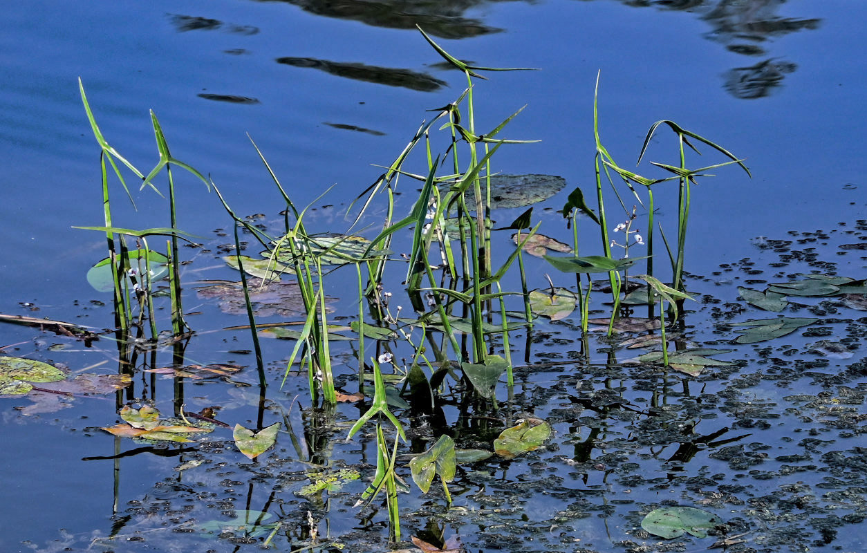 Image of Sagittaria sagittifolia specimen.