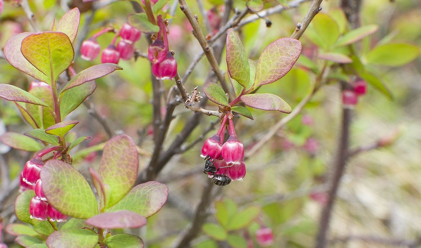 Image of Vaccinium uliginosum specimen.