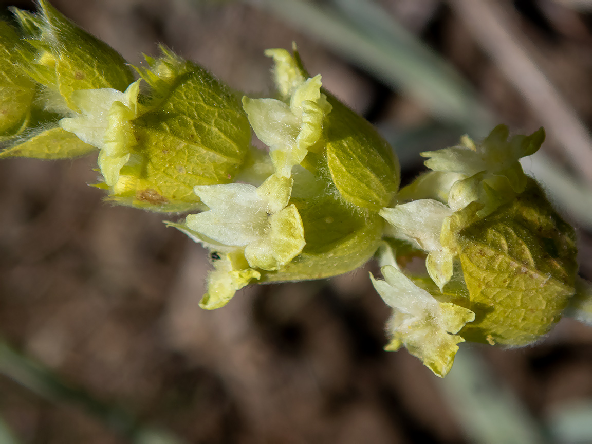 Изображение особи Sideritis catillaris.