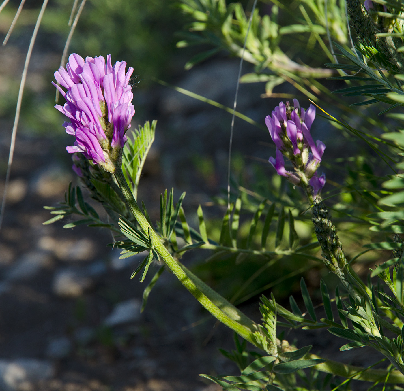 Изображение особи Astragalus onobrychis.
