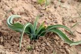 Juno tubergeniana