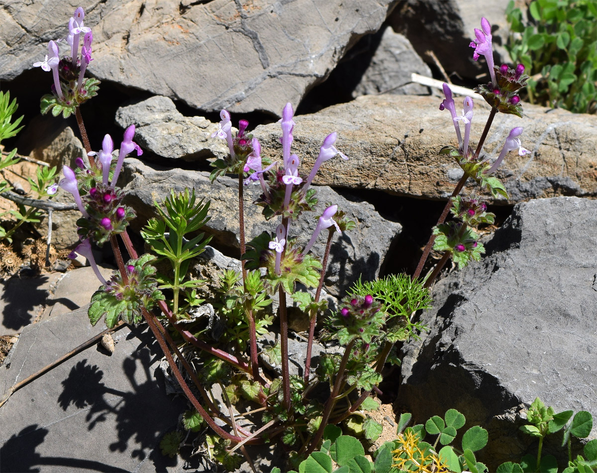 Изображение особи Lamium amplexicaule.