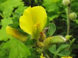 Chamaecytisus hirsutus. Верхушка побега с цветками и завязавшимся плодом. Украина, Закарпатская обл., Виноградов, Чёрная гора, на опушке дубравы из скального дуба. 5 мая 2008 г.