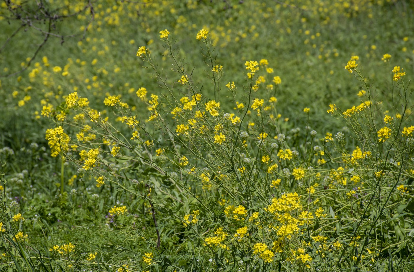Изображение особи Brassica campestris.