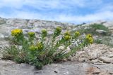 Haplophyllum suaveolens