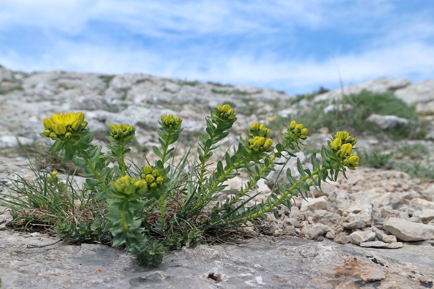 Image of Haplophyllum suaveolens specimen.