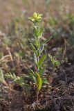Helianthemum lasiocarpum