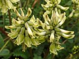 Astragalus schelichowii. Соцветия. Хабаровский край, г. Комсомольск-на Амуре, дол. р. Силинка, обочина грунтовой дороги. 22.05.2025.