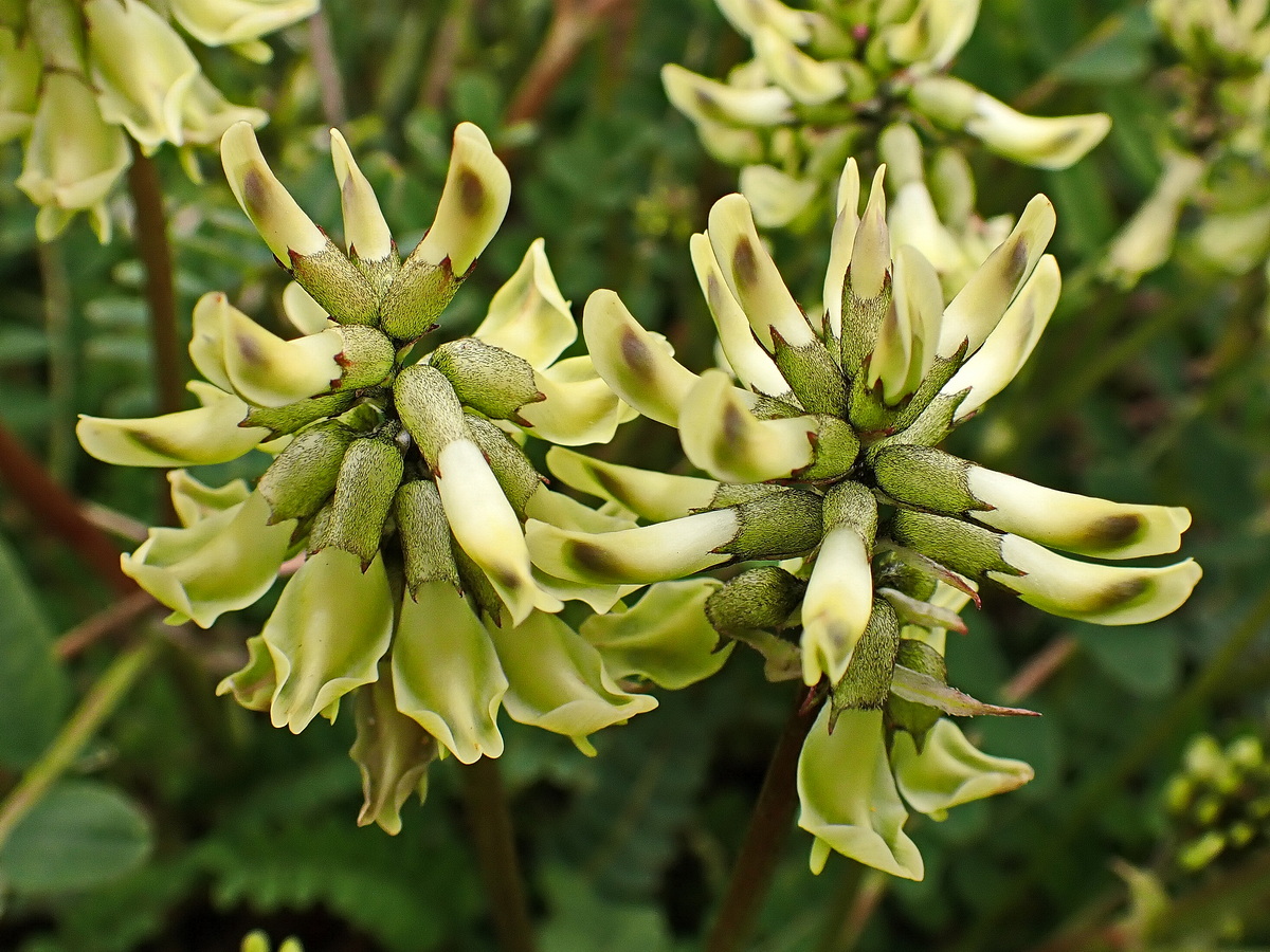 Image of Astragalus schelichowii specimen.