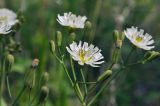 Ixeridium gramineum