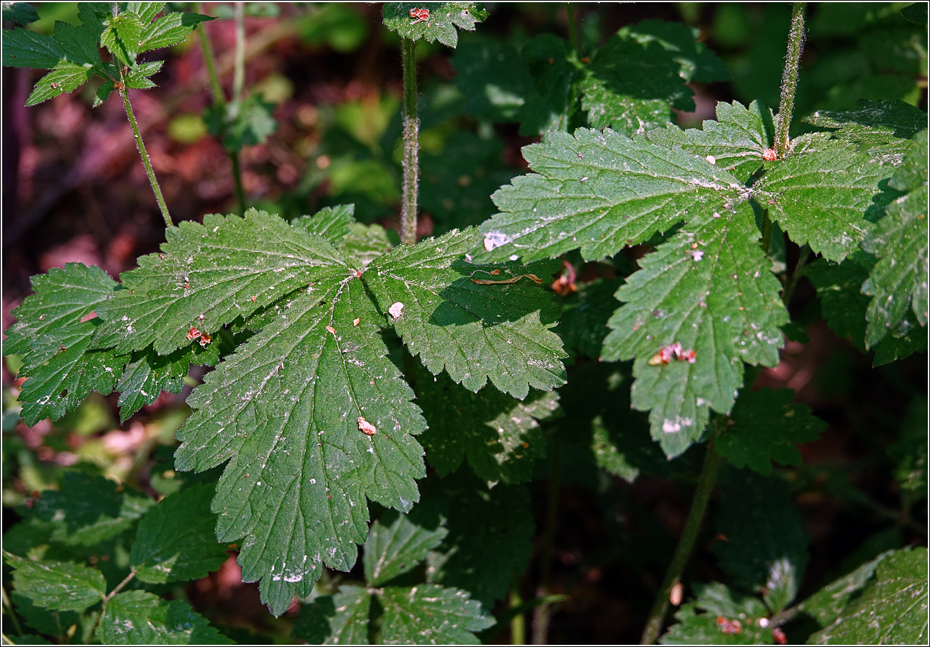 Image of Geum urbanum specimen.