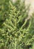 род Chenopodium