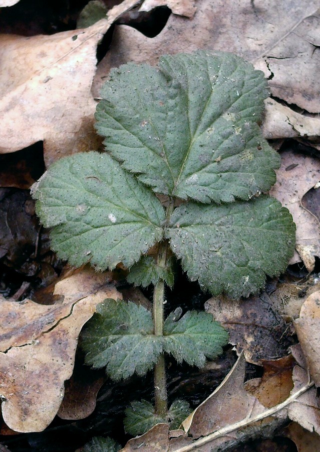 Image of Geum urbanum specimen.