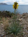 Asphodeline lutea