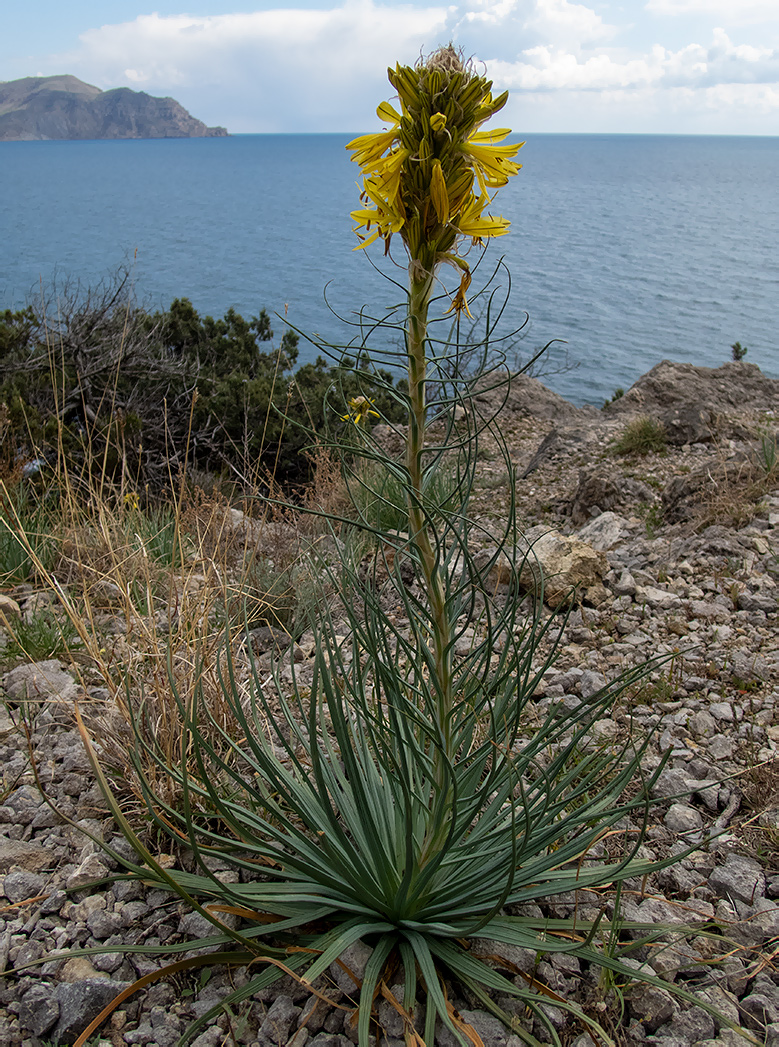 Изображение особи Asphodeline lutea.