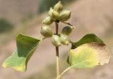 Lonicera nummulariifolia. Верхушка ветви с незрелыми соплодиями. Узбекистан, Ташкентская обл., южный склон Чаткальского хр., басс. р. Ахангаран, окр. г. Янгиабад, ущ. р. Джакиндек, каменисто-глинистый склон. 17.07.2021.