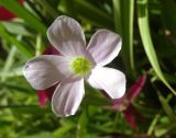 Oxalis triangularis