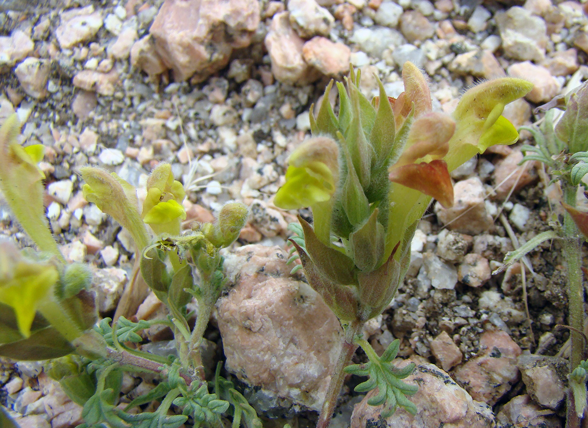 Image of Scutellaria botbaevae specimen.