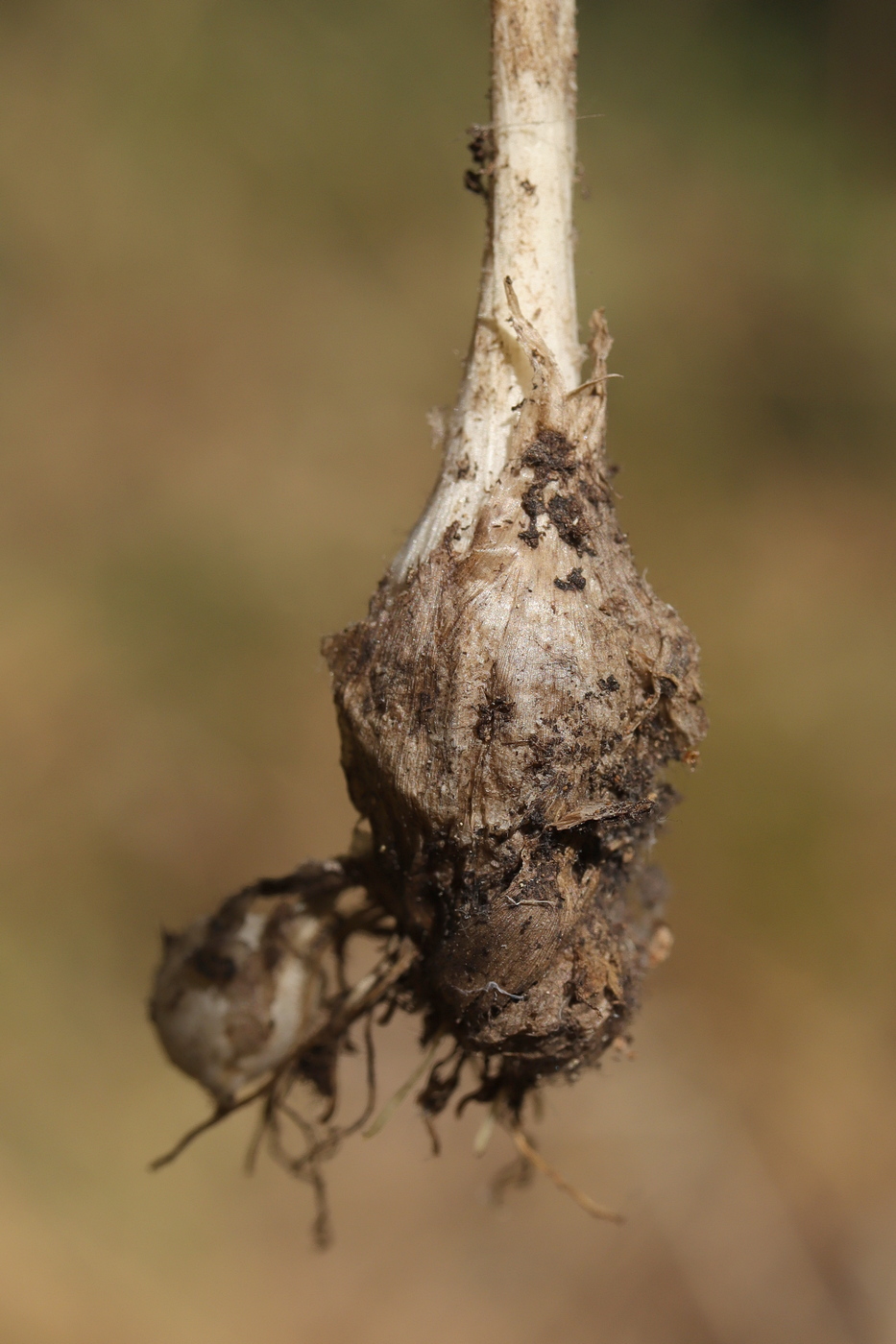 Image of Allium rupestre specimen.