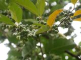 Elaeagnus umbellata. Плоды на ветви. Кавказ, Сочинский р-н, 10 км В пос. Лазаревское, пос. Татьяновка. 29 сентября 2005 г.