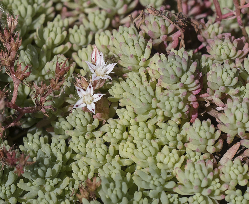Изображение особи Sedum pallidum.